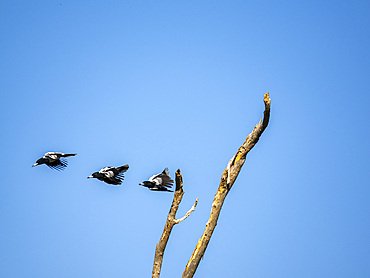 Adult pied butcherbirds (Cracticus nigrogularis), taking flight in Vansittart Bay, Kimberley, Western Australia, Australia, Pacific