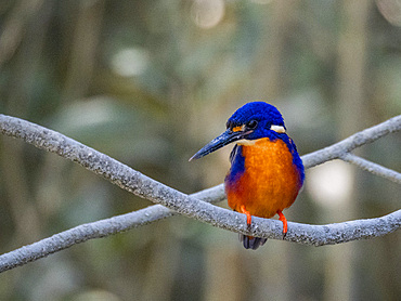 Adult azure kingfisher (Ceyx azureus), perched in Porosus Creek, Frederick Harbor, Kimberley, Western Australia, Australia, Pacific