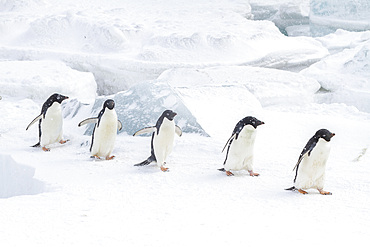 Adelie penguins (Pygoscelis adeliae), in snow storm at breeding colony at Brown Bluff, Antarctic Peninsula, Antarctica, Polar Regions