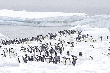 Adelie penguins (Pygoscelis adeliae), in snow storm at breeding colony at Brown Bluff, Antarctic Peninsula, Antarctica, Polar Regions