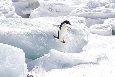 Adelie penguin (Pygoscelis adeliae), at breeding colony at Brown Bluff on the eastern side of the Antarctic Peninsula, Antarctica, Polar Regions