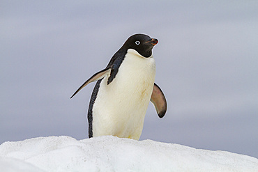 Adult Adelie penguin (Pygoscelis adeliae), on ice at Booth Island, Antarctica, Polar Regions