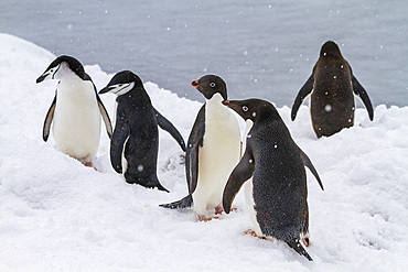 Adelie penguins (Pygoscelis adeliae), with chinstrap penguins (Pygoscelis antarctica), on ice at Booth Island, Antarctica, Polar Regions