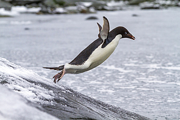 Adelie penguin (Pygoscelis adeliae), leaping into the sea at Booth Island, Antarctica, Polar Regions