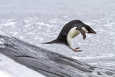 Adelie penguin (Pygoscelis adeliae), leaping into the sea at Booth Island, Antarctica, Polar Regions