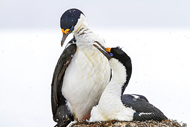 Antarctic shag (Phalacrocorax atriceps bransfieldensis), pair on nest at breeding site at Jougla Point, Antarctica, Polar Regions