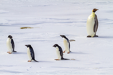 A lone adult emperor penguin, Aptenodytes forsteri, with four adult Adélie penguins, Pygoscelis adeliae, Antarctica.