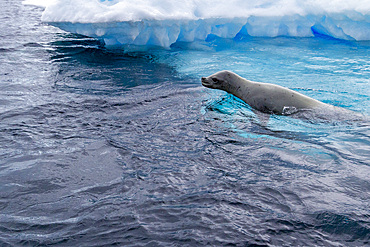 Curious crabeater seals (Lobodon carcinophaga), swimming near iceberg at Booth Island near the Antarctic Peninsula, Polar Regions