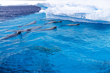 Curious crabeater seals (Lobodon carcinophaga), swimming near iceberg at Booth Island near the Antarctic Peninsula, Polar Regions