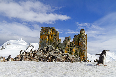 Chinstrap penguins (Pygoscelis antarctica), breeding colony at Half Moon Island, Antarctica, Southern Ocean, Polar Regions