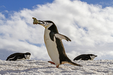 Adult chinstrap penguin (Pygoscelis antarctica), carrying rock in its beak at breeding colony at Half Moon Island, Antarctica, Polar Regions