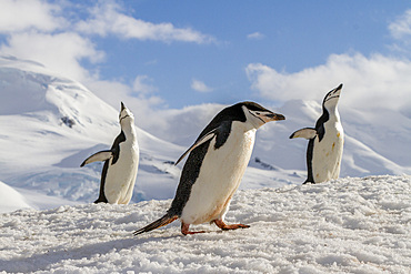 Chinstrap penguins (Pygoscelis antarctica), ecstatic display at breeding colony at Half Moon Island, Antarctica, Polar Regions