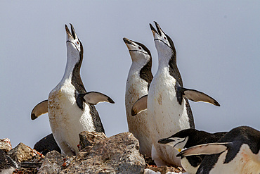 Chinstrap penguins (Pygoscelis antarctica), ecstatic display at breeding colony at Half Moon Island, Antarctica, Polar Regions