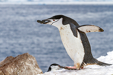 Adult chinstrap penguin (Pygoscelis antarctica), carrying rock in its beak at breeding colony at Half Moon Island, Antarctica, Polar Regions