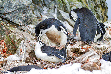 Adult chinstrap penguins (Pygoscelis antarctica), mating at breeding colony on Half Moon Island, Antarctica, Polar Regions