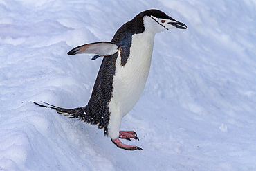 Chinstrap penguin (Pygoscelis antarctica), leaping at breeding colony at Half Moon Island, Antarctica, Southern Ocean, Polar Regions