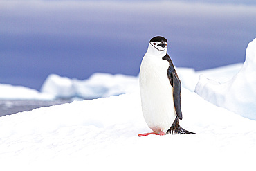 Chinstrap penguin (Pygoscelis antarctica), at breeding colony at Half Moon Island, Antarctica, Southern Ocean, Polar Regions