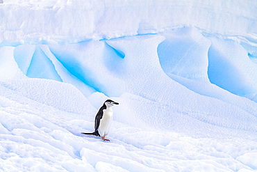 Chinstrap penguin (Pygoscelis antarctica), at breeding colony at Half Moon Island, Antarctica, Southern Ocean, Polar Regions