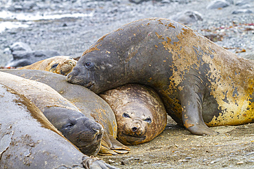 Southern elephant seals (Mirounga leonina), hauled out for their annual catastrophic molt (moult) on the beach at Snow Island, Antarctica, Polar Regions