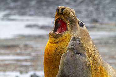 Southern elephant seals (Mirounga leonina), hauled out for their annual catastrophic molt (moult) on the beach at Snow Island, Antarctica, Polar Regions