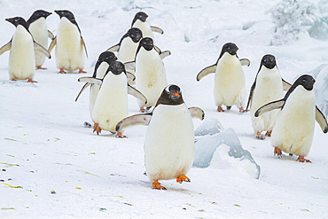 Adult gentoo penguin (Pygoscelis papua), amongst Adelie penguins (Pygoscelis adeliae), at Brown Bluff, Antarctica, Polar Regions