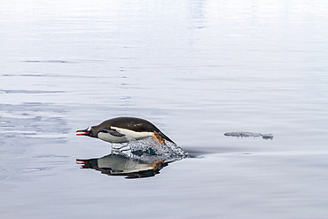 Adult gentoo penguin (Pygoscelis papua), porpoising for swimming speed near the Antarctic Peninsula, Southern Ocean, Polar Regions