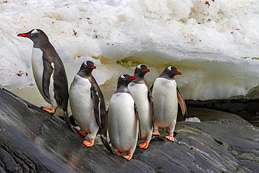 Adult gentoo penguins (Pygoscelis papua), returning and coming from the sea at Booth Island, Antarctica, Southern Ocean, Polar Regions