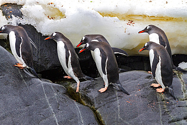 Adult gentoo penguins (Pygoscelis papua), returning and coming from the sea at Booth Island, Antarctica, Southern Ocean, Polar Regions