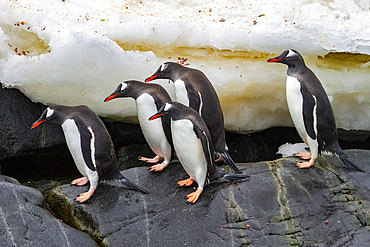 Adult gentoo penguins (Pygoscelis papua), returning and coming from the sea at Booth Island, Antarctica, Southern Ocean, Polar Regions