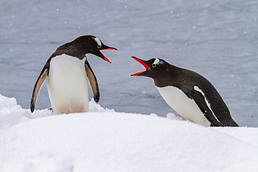 Adult gentoo penguins (Pygoscelis papua), squabble at Booth Island, Antarctica, Southern Ocean, Polar Regions