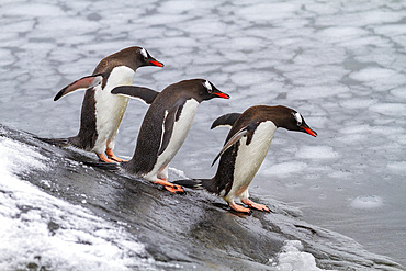 Adult gentoo penguins (Pygoscelis papua), returning and coming from the sea at Booth Island, Antarctica, Southern Ocean, Polar Regions