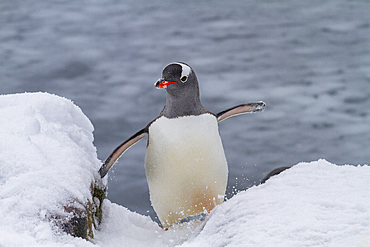 Adult gentoo penguins (Pygoscelis papua), returning and coming from the sea at Booth Island, Antarctica, Southern Ocean, Polar Regions