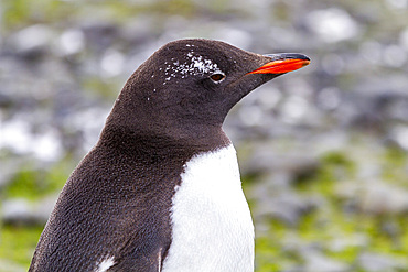 Adult gentoo penguin (Pygoscelis papua), with very small white ocular patch at Brown Bluff near the Antarctica, Polar Regions