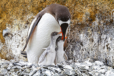 Adult gentoo penguin (Pygoscelis papua), feeding chicks at Brown Bluff near the Antarctic Peninsula, Southern Ocean, Polar Regions