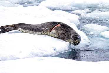 Adult leopard seal (Hydrurga leptonyx), hauled out on ice floe at Dorian Bay near the Antarctic Peninsula, Southern Ocean, Polar Regions