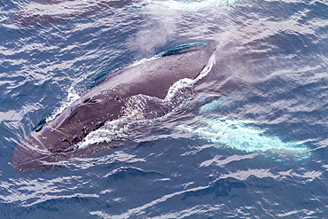 Humpback whale (Megaptera novaeangliae), surfacing off Half Moon Island in the South Shetland Island Group, Antarctica, Polar Regions