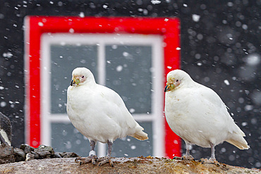 Adult snowy sheathbill (Chionis albus), pair in front of the hut at Port Lockroy, Antarctica, Southern Ocean, Polar Regions