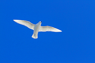 Adult snow petrel (Pagodroma nivea nivea), in flight near the Antarctic Peninsula, Antarctica, Southern Ocean, Polar Regions