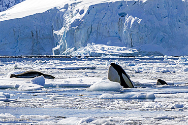 Pack Ice Type B killer whales (Orcinus orca), finding a leopard seal (Hydrurga leptonyx), on an ice floe in Antarctica, Polar Regions