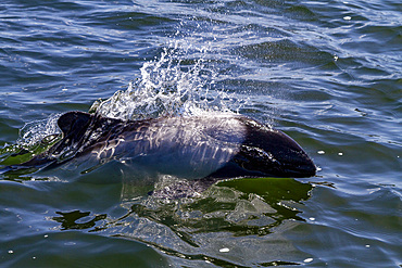 Adult Commerson's dolphin (Cephalorhynchus commersonii), surfacing in Stanley Harbor in the Falkland Islands, South America