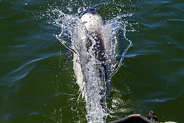 Adult Commerson's dolphin (Cephalorhynchus commersonii), surfacing in Stanley Harbor in the Falkland Islands, South America