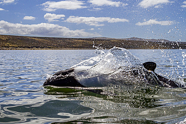 Adult Commerson's dolphin (Cephalorhynchus commersonii), surfacing in Stanley Harbor in the Falkland Islands, South America