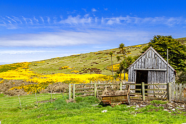 View of the McGill sheep farm on Carcass Island in Port Patterson in the Falkland Islands, South Atlantic Ocean, South America