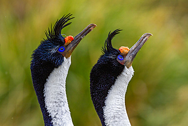 Imperial Shag (Phalacrocorax atriceps), pair exhibiting courtship behavior on New Island in the Falkland Islands, South America