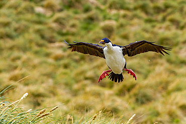 Imperial shag (Phalacrocorax atriceps), returning to the nest on New Island in the Falkland Islands, South America