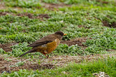 Adult austral thrush (Turdus falklandii falklandii), with cleanly broken right leg on Carcass Island in the Falkland Islands, South America