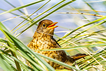 Adult austral thrush (Turdus falklandii falklandii), in the tussock grass on Carcass Island in the Falkland Islands, South America