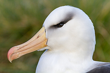 Adult black-browed albatross (Thalassarche melanophrys), close up at nesting site on West Point Island, Falklands, South America