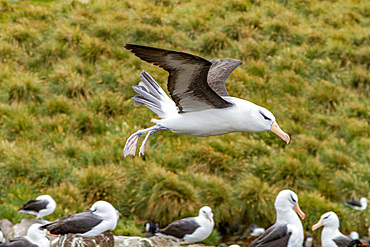 Adult black-browed albatross (Thalassarche melanophrys), in flight returning to nesting site on West Point Island, Falklands, South America