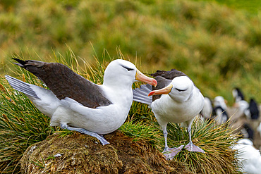 Adult black-browed albatross (Thalassarche melanophrys), pair in courtship display at nesting site on New Island, Falklands, South America